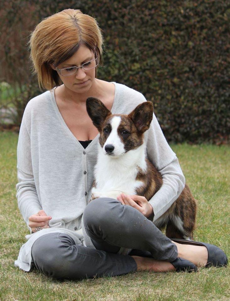 Welsh corgi cardigan Rosie billede 3