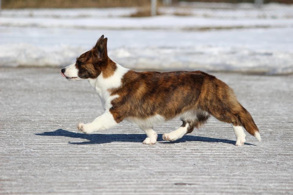 Welsh corgi cardigan Rosie billede 4
