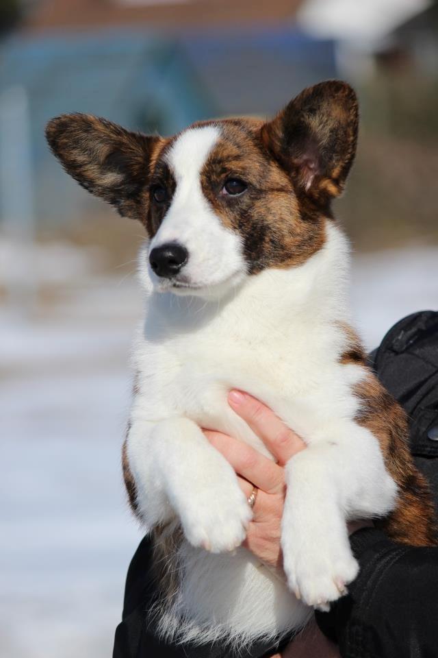 Welsh corgi cardigan Rosie billede 5