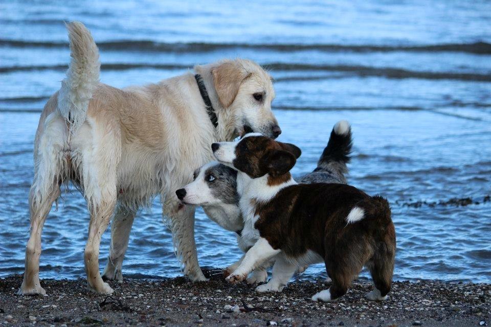 Welsh corgi cardigan Rosie billede 6
