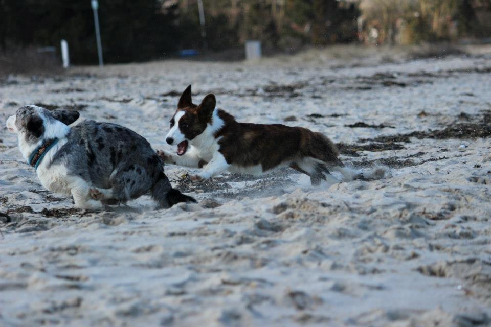 Welsh corgi cardigan Rosie billede 7