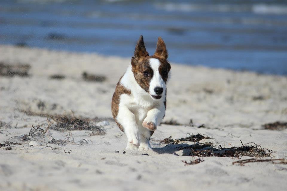 Welsh corgi cardigan Rosie billede 8
