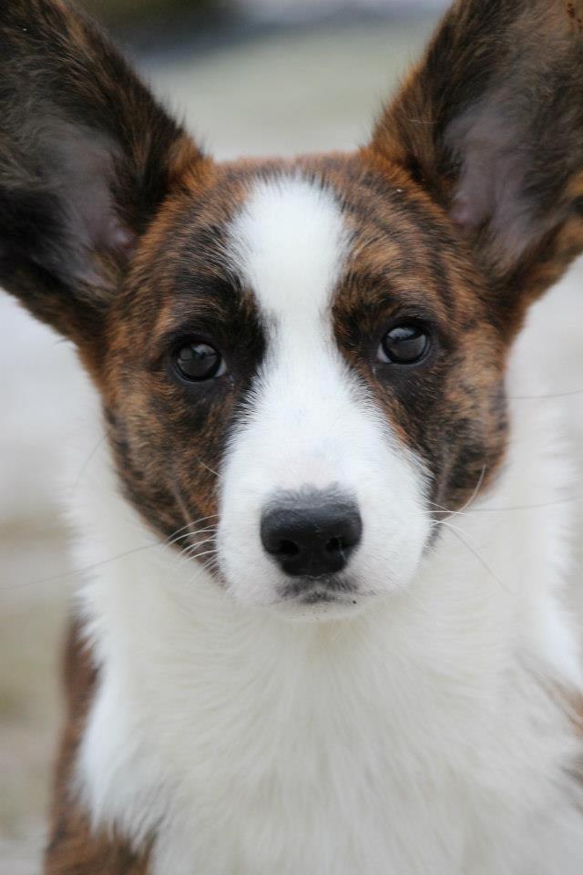 Welsh corgi cardigan Rosie billede 9