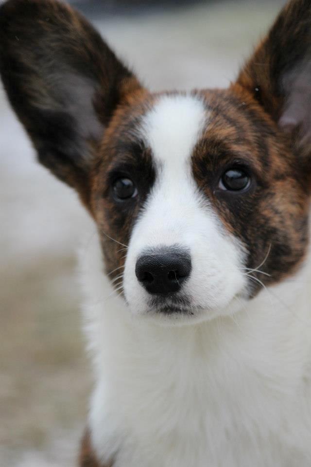 Welsh corgi cardigan Rosie billede 10