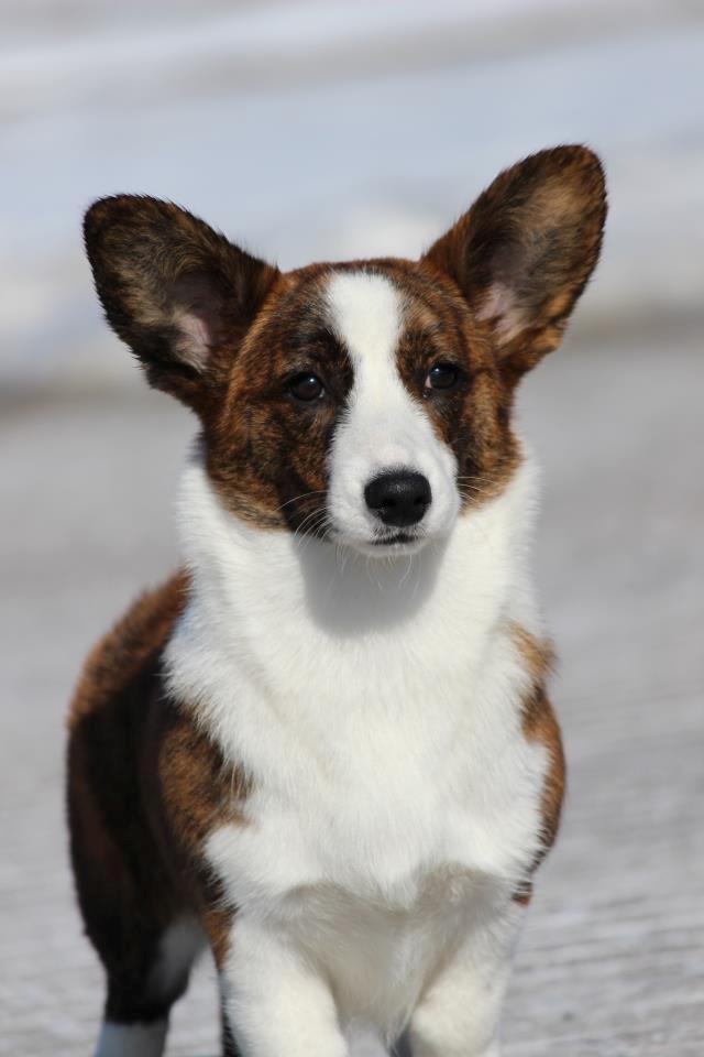 Welsh corgi cardigan Rosie billede 11