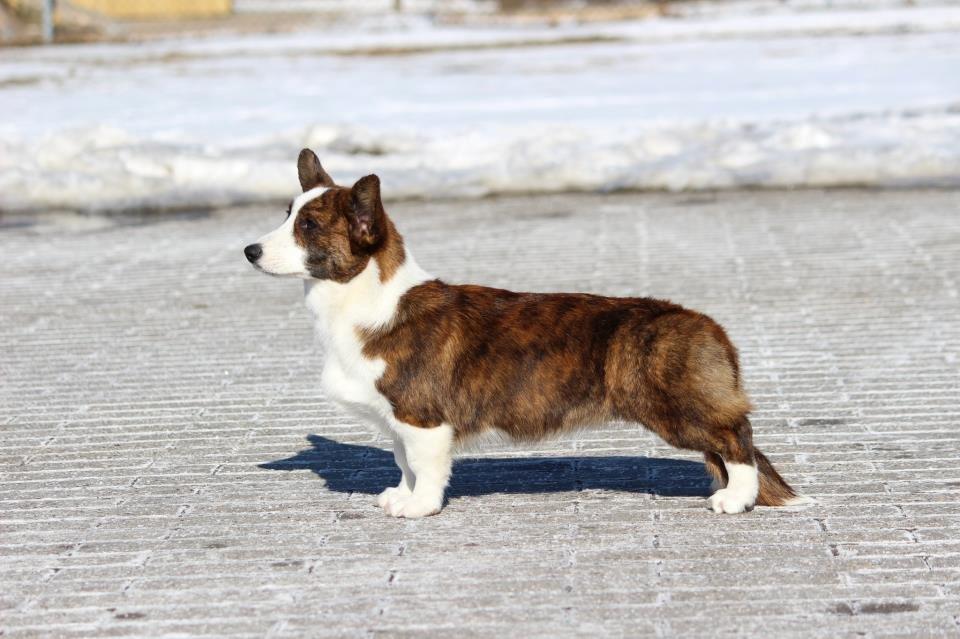 Welsh corgi cardigan Rosie billede 12