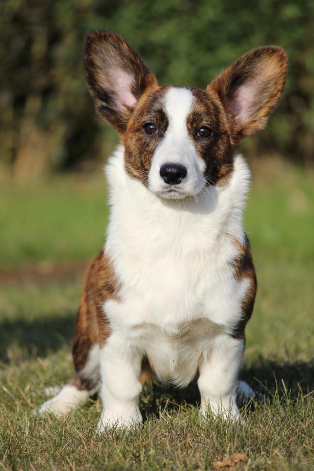 Welsh corgi cardigan Rosie billede 13