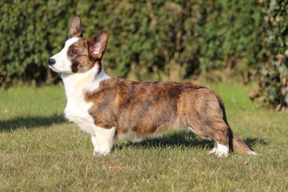Welsh corgi cardigan Rosie billede 14