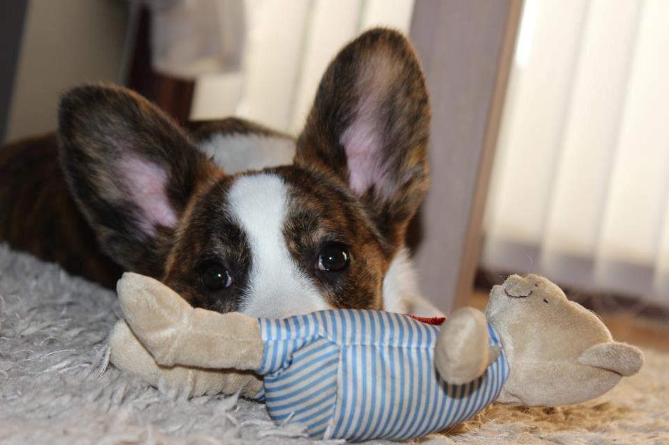 Welsh corgi cardigan Rosie billede 15