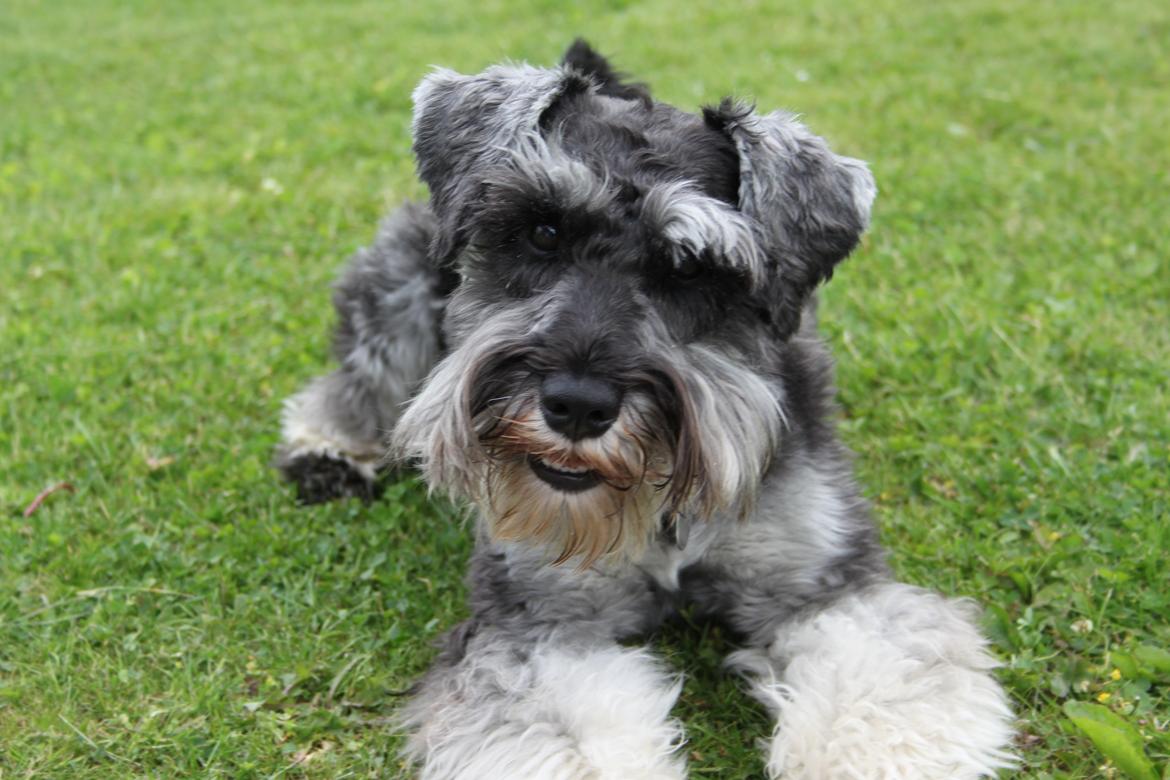 Dvaergschnauzer Gismo - Gismo. billede 5