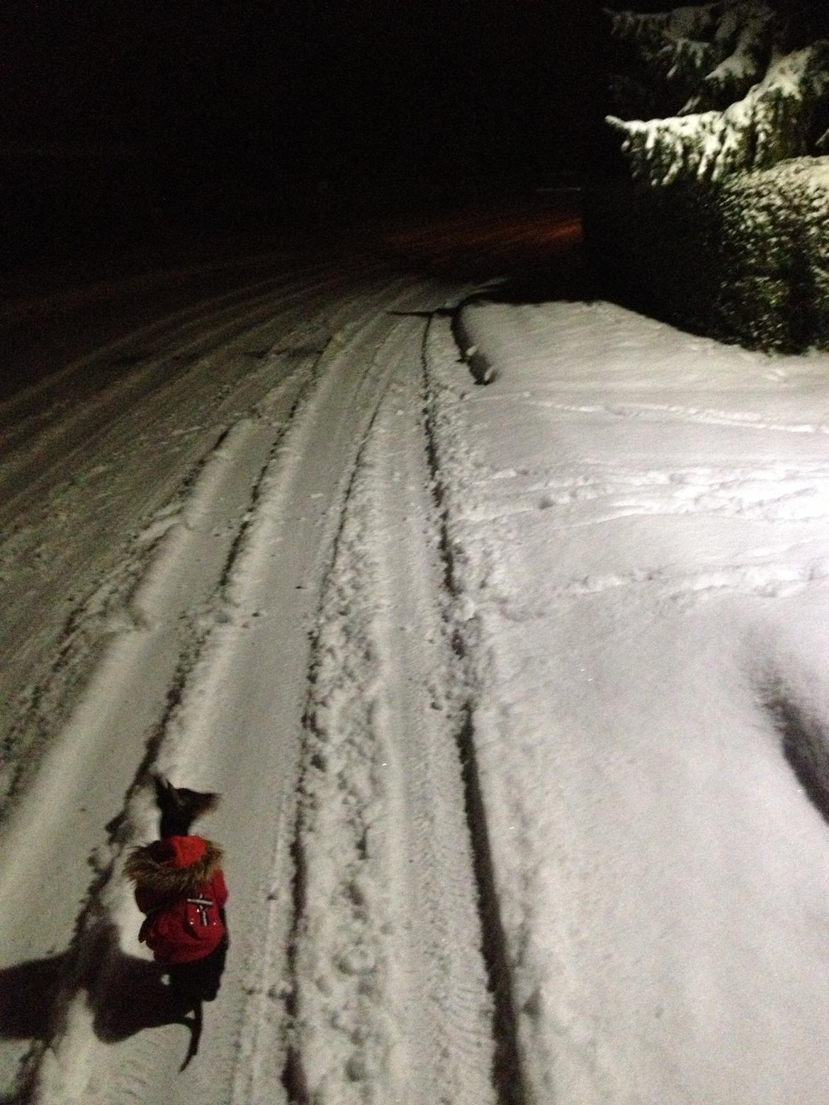 Dvaergpinscher Kovo - Gåtur i hans første rigtige sne billede 7