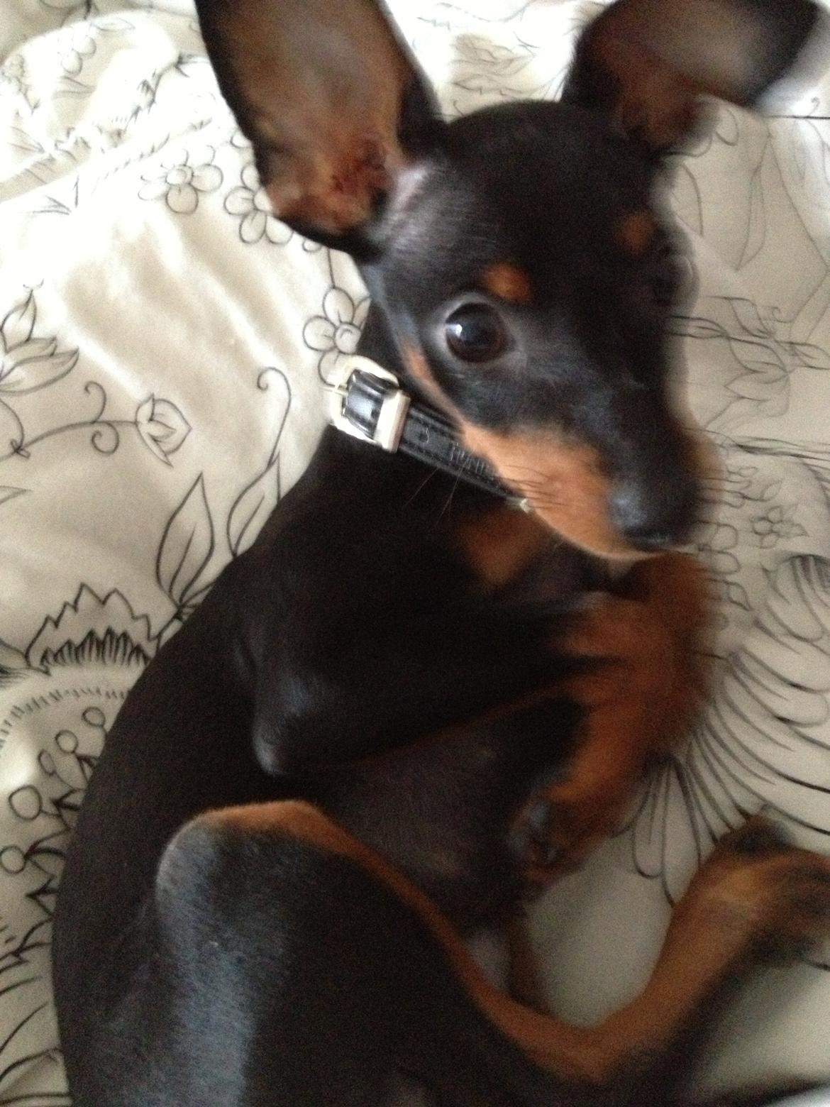 Dvaergpinscher Kovo - Jeg er lækker billede 8