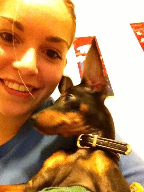 Dvaergpinscher Kovo billede 10