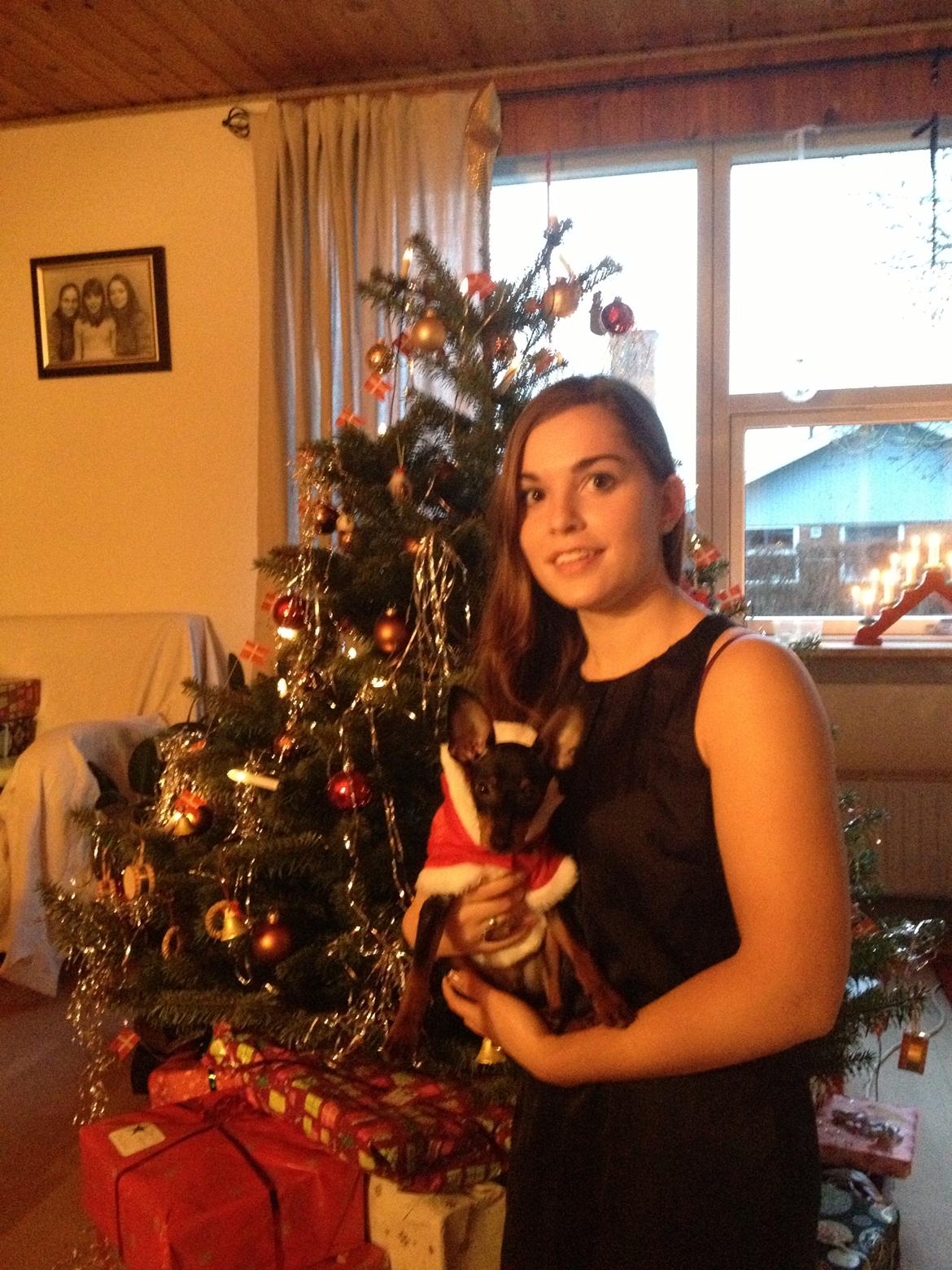 Dvaergpinscher Kovo - Første jul sammen  billede 11