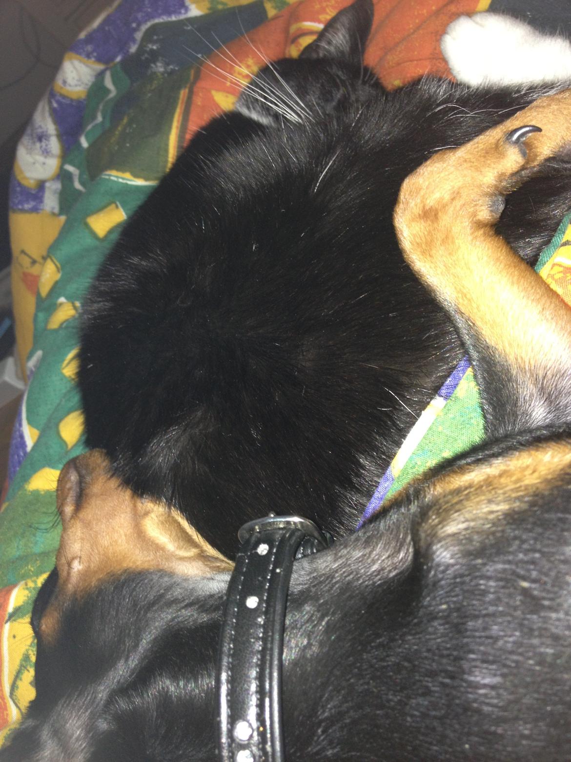 Dvaergpinscher Kovo - Sover med Mia missen billede 12