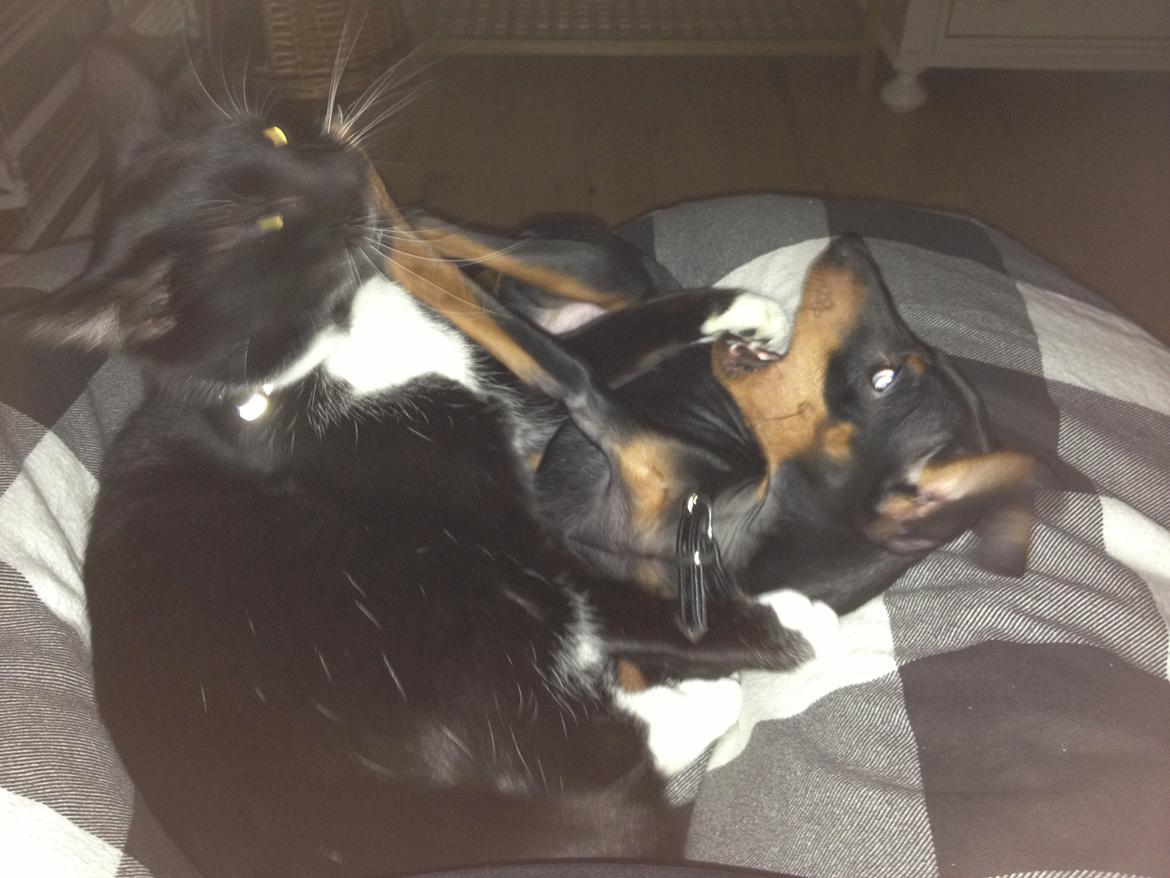 Dvaergpinscher Kovo - man skulle næsten tro at de er søskende billede 13