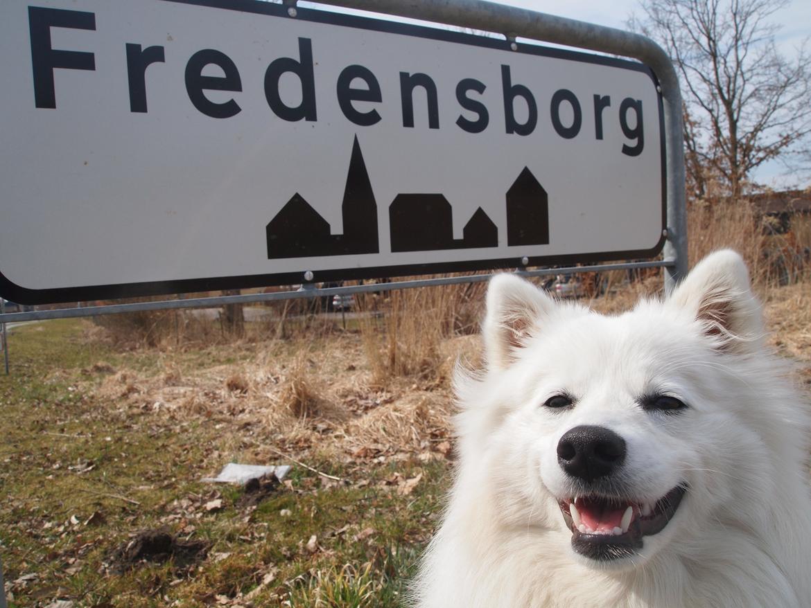 Japansk spids Ninki's Felira Hime Akira <3 billede 10