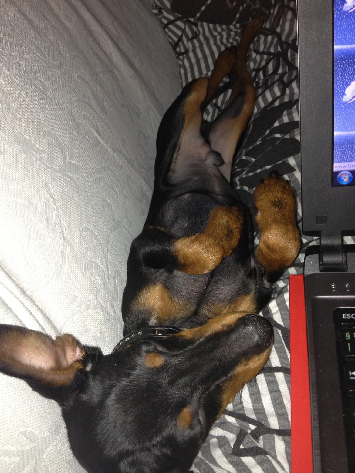 Dvaergpinscher Kovo billede 14