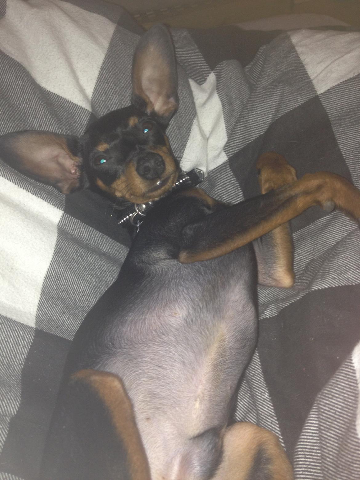 Dvaergpinscher Kovo billede 15