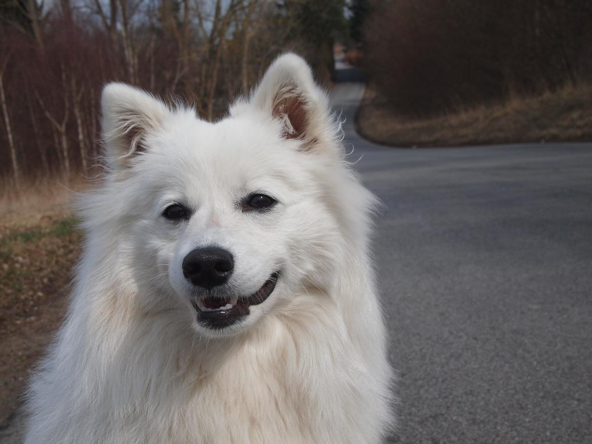 Japansk spids Ninki's Felira Hime Akira <3 - På vej ud af landevejen <3 billede 11