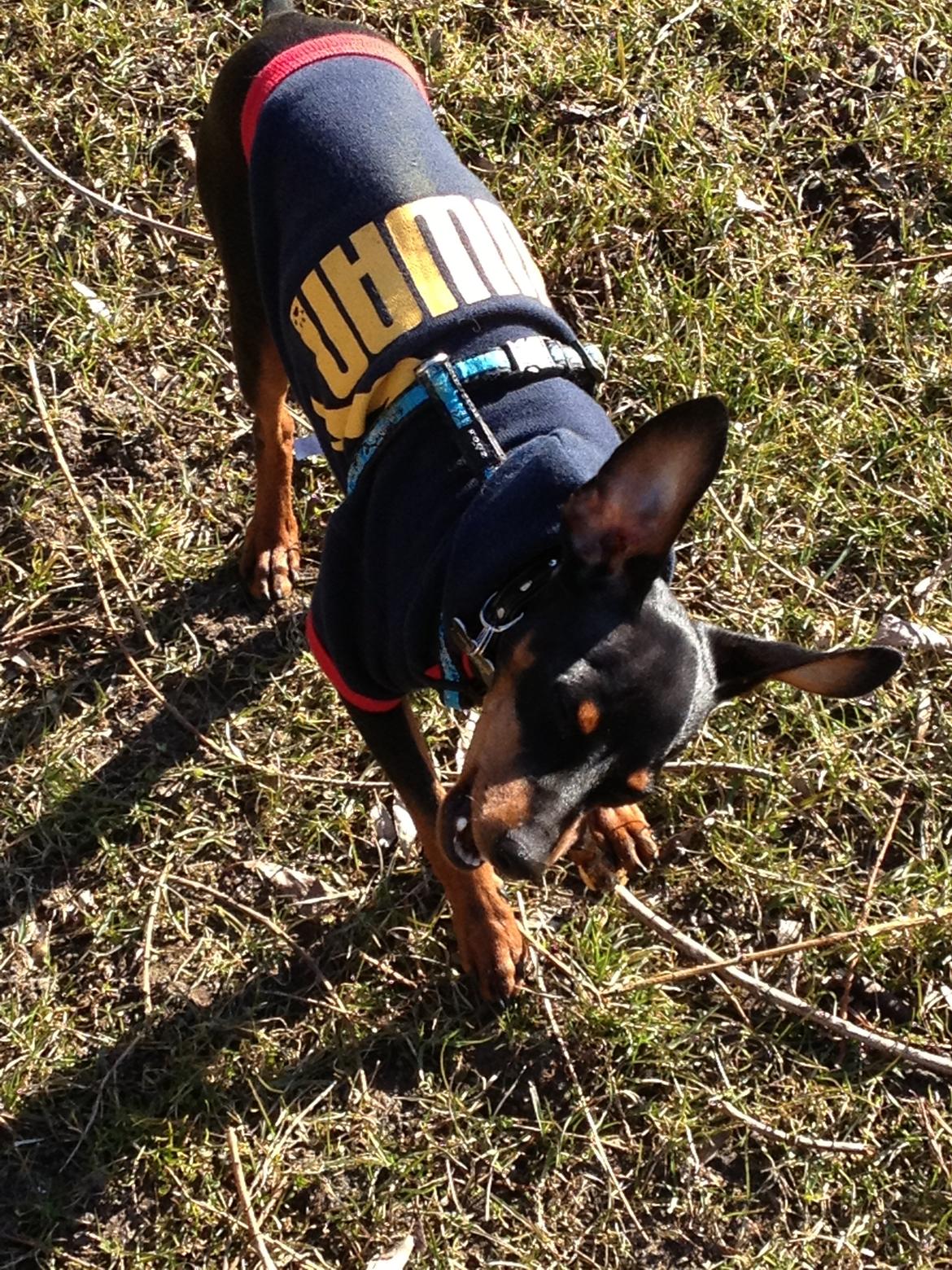 Dvaergpinscher Kovo billede 16