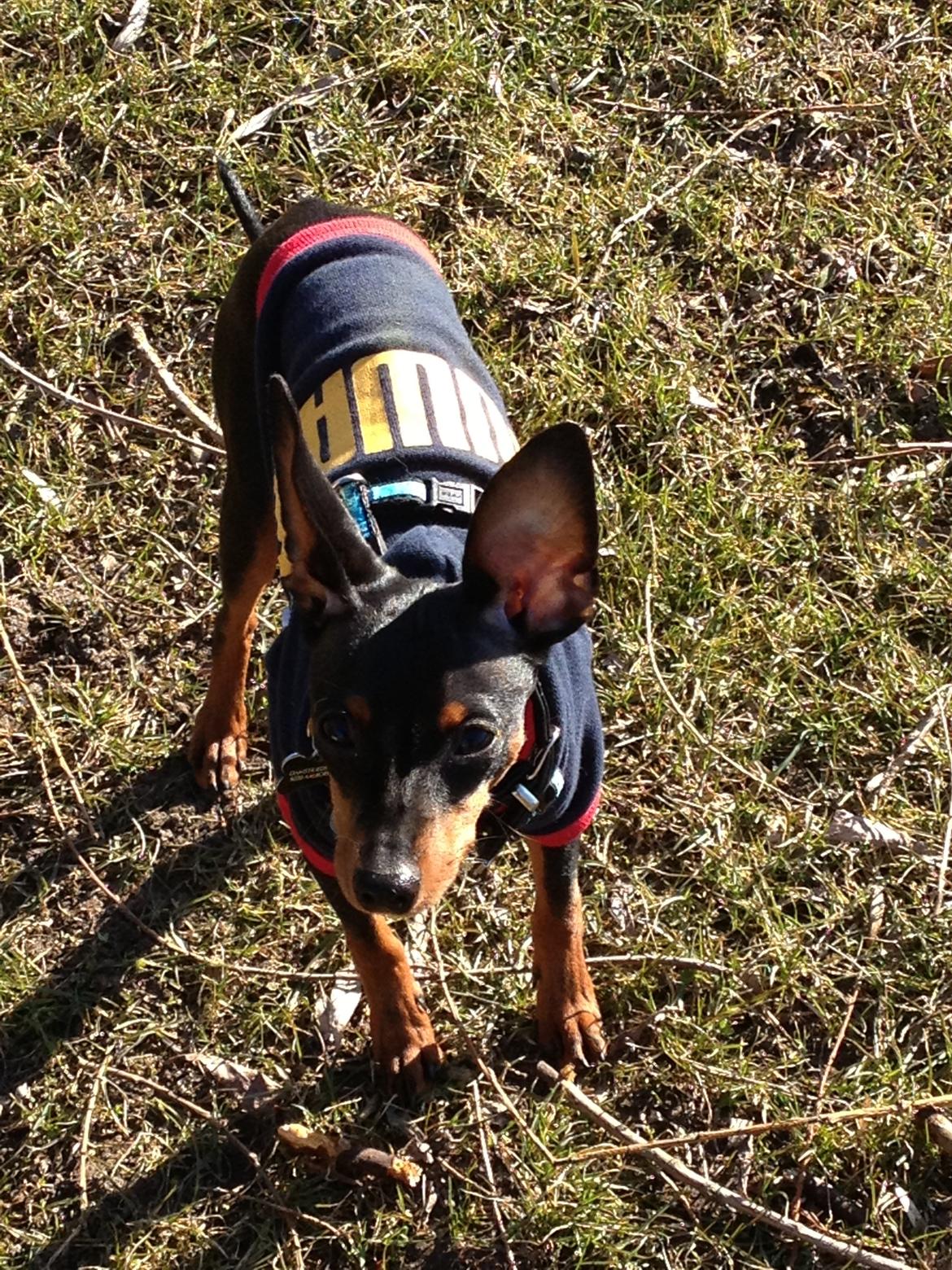 Dvaergpinscher Kovo billede 17