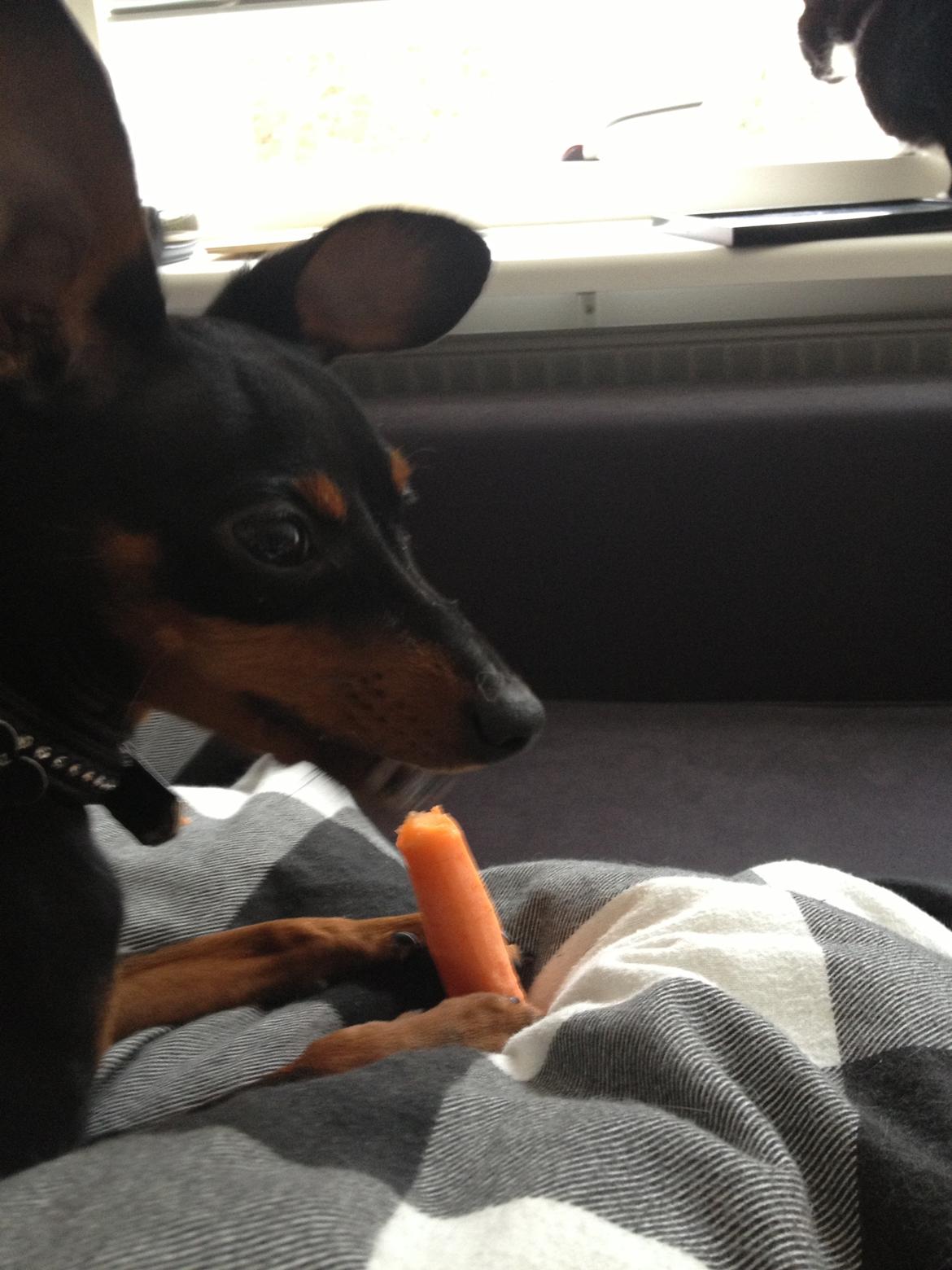 Dvaergpinscher Kovo billede 18