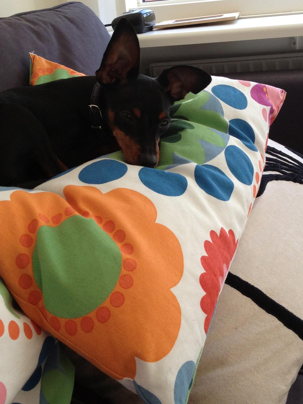 Dvaergpinscher Kovo billede 19