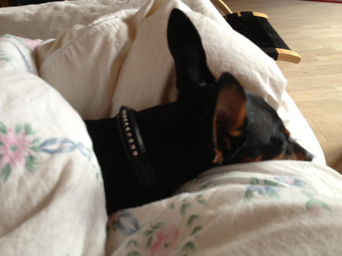 Dvaergpinscher Kovo billede 20