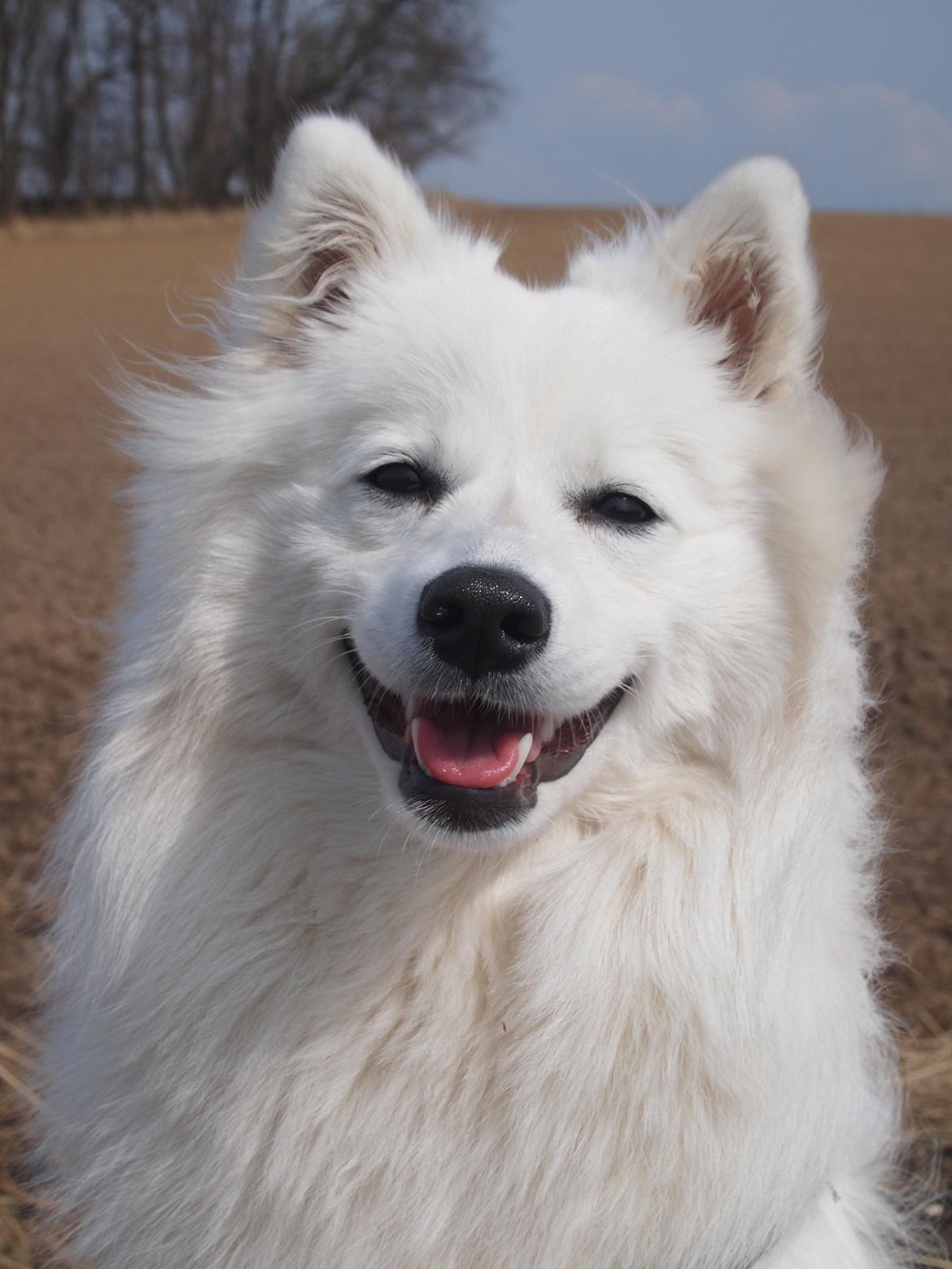 Japansk spids Ninki's Felira Hime Akira <3 - En sund hund er en glad hund - en usund hund er også en glad hund :P<3 billede 12