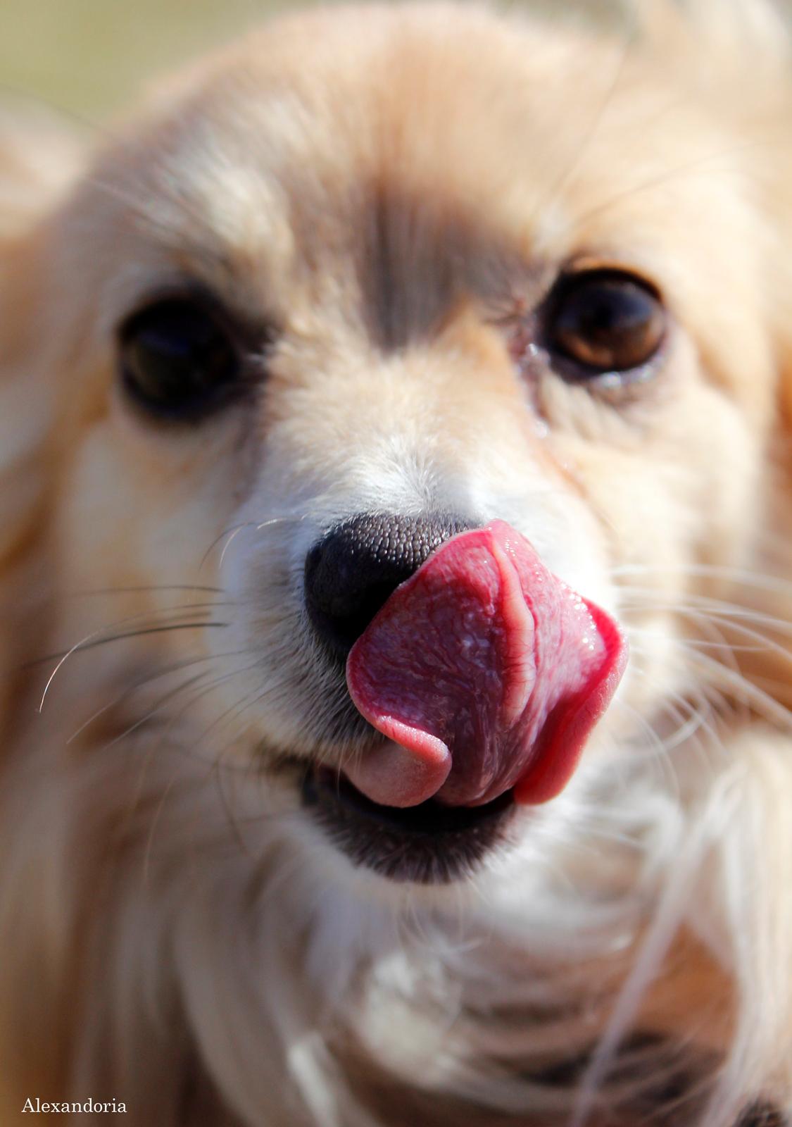 Blanding af racer Vaks [Himmelhund] billede 16