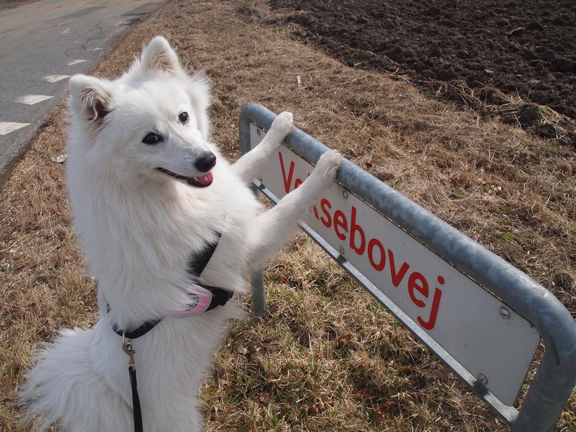 Japansk spids Ninki's Felira Hime Akira <3 - Se mennesker, vi er på Vekseovej :P<3 billede 13