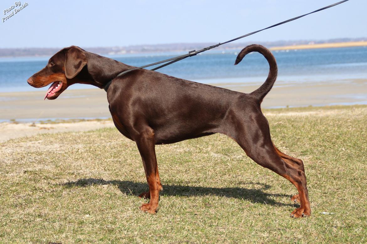 Dobermann DKKV13 AJW13 LUCH Proud Danish Flying Indian Girl - 8 mdr billede 18