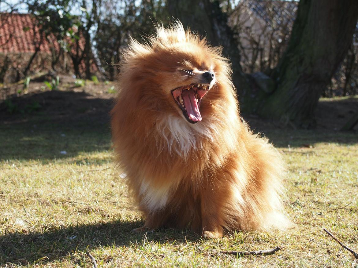 Pomeranian Daisy billede 4