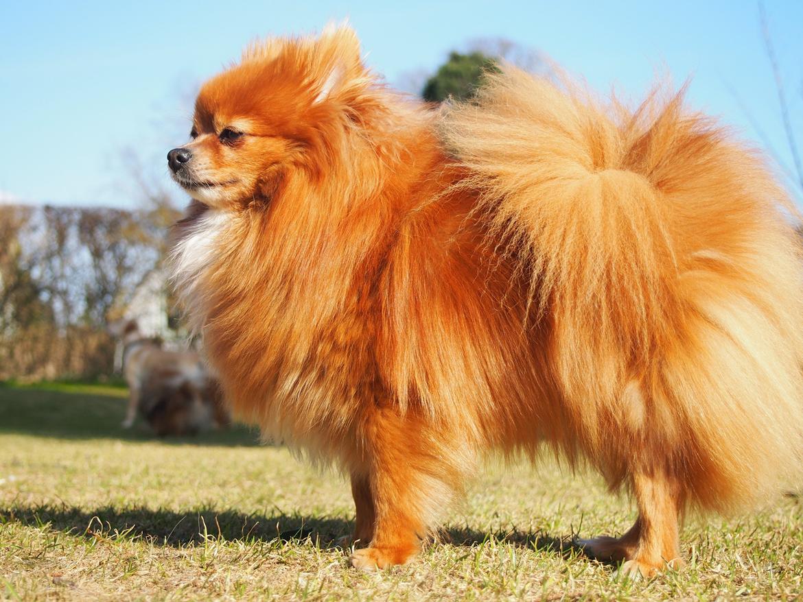 Pomeranian Daisy billede 1