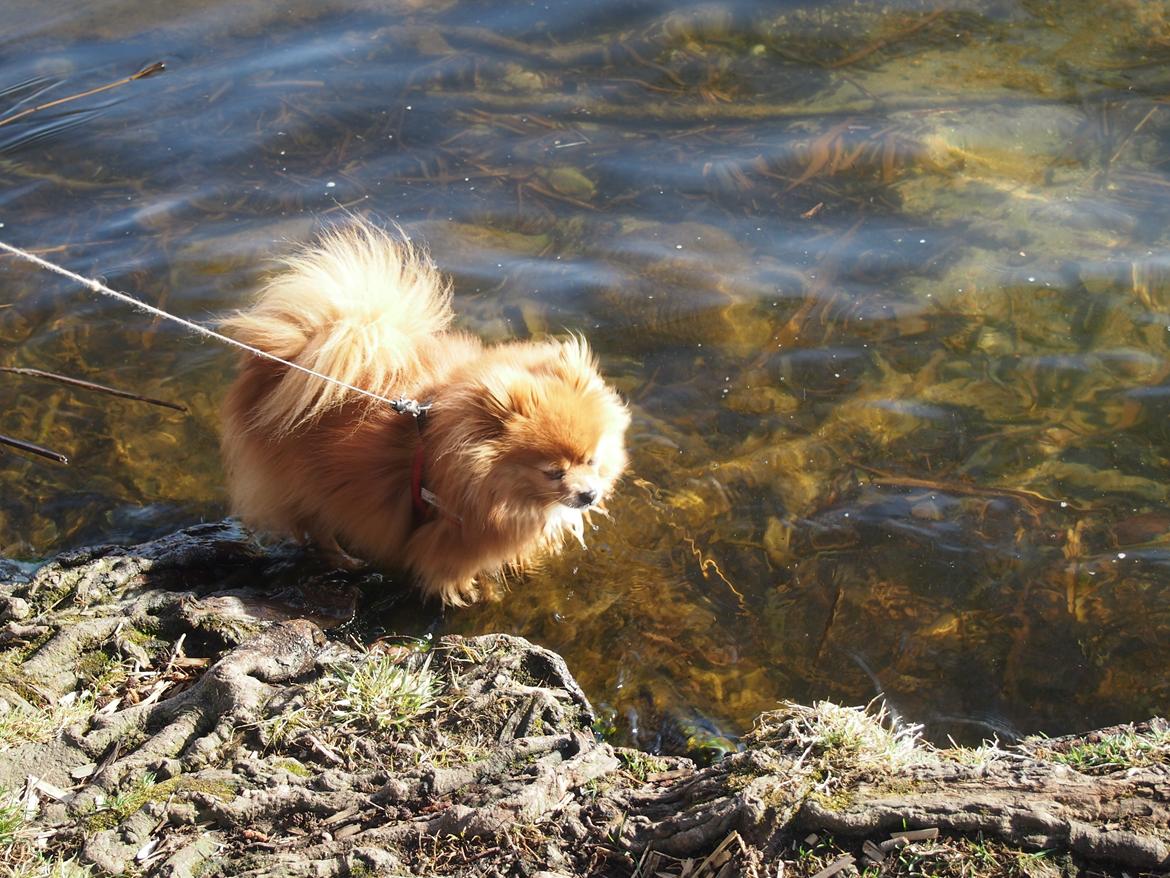 Pomeranian Daisy billede 7