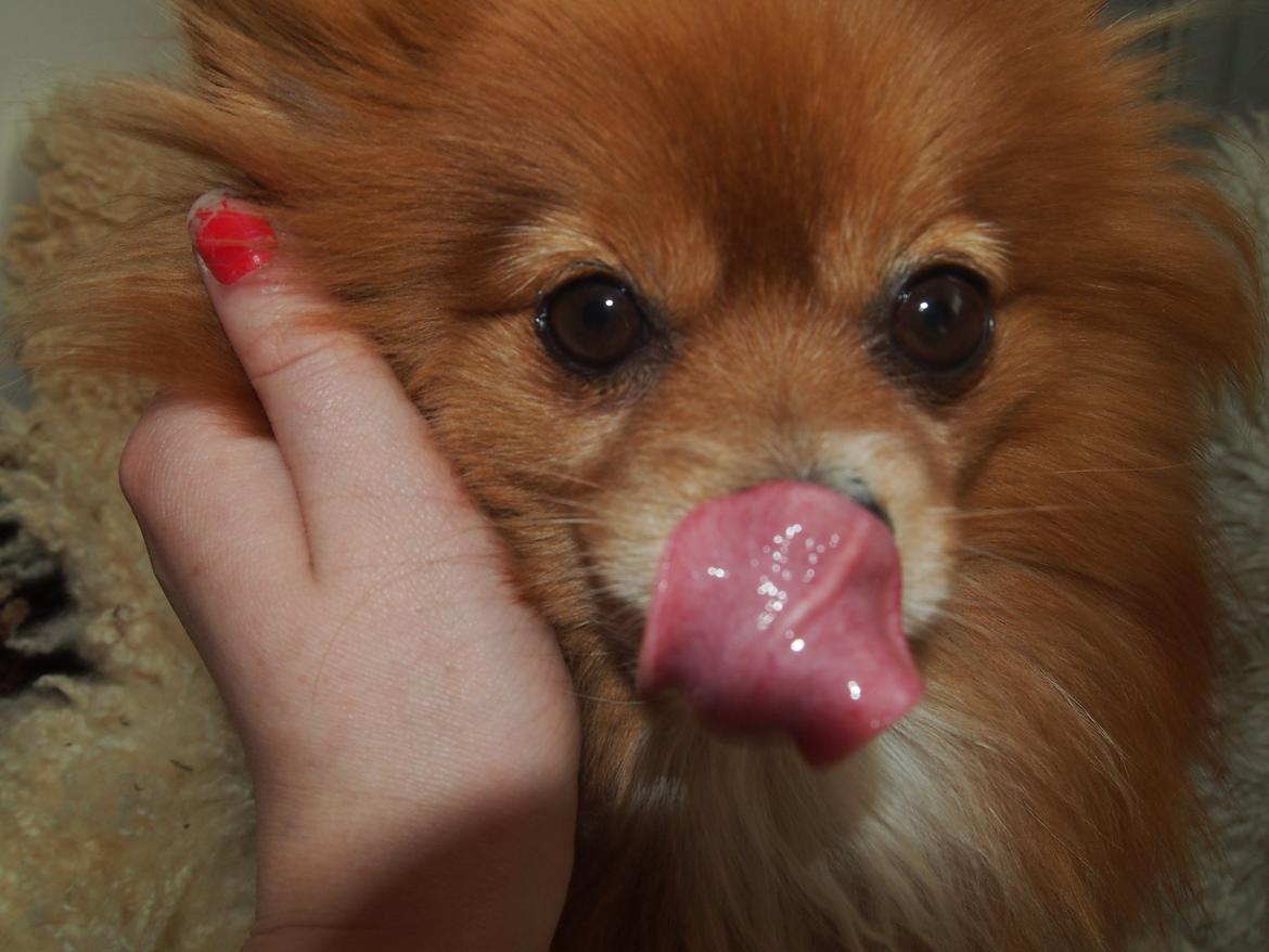 Pomeranian Daisy billede 9