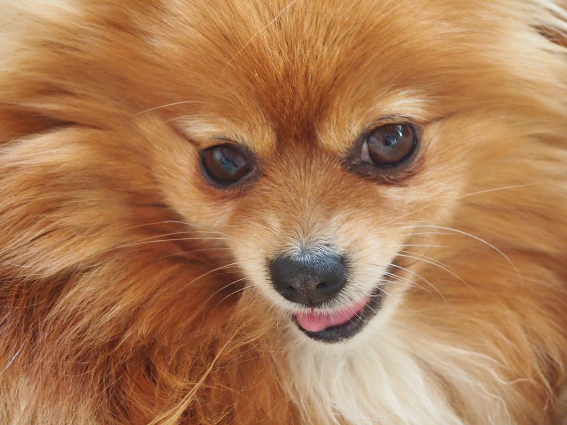 Pomeranian Daisy billede 10