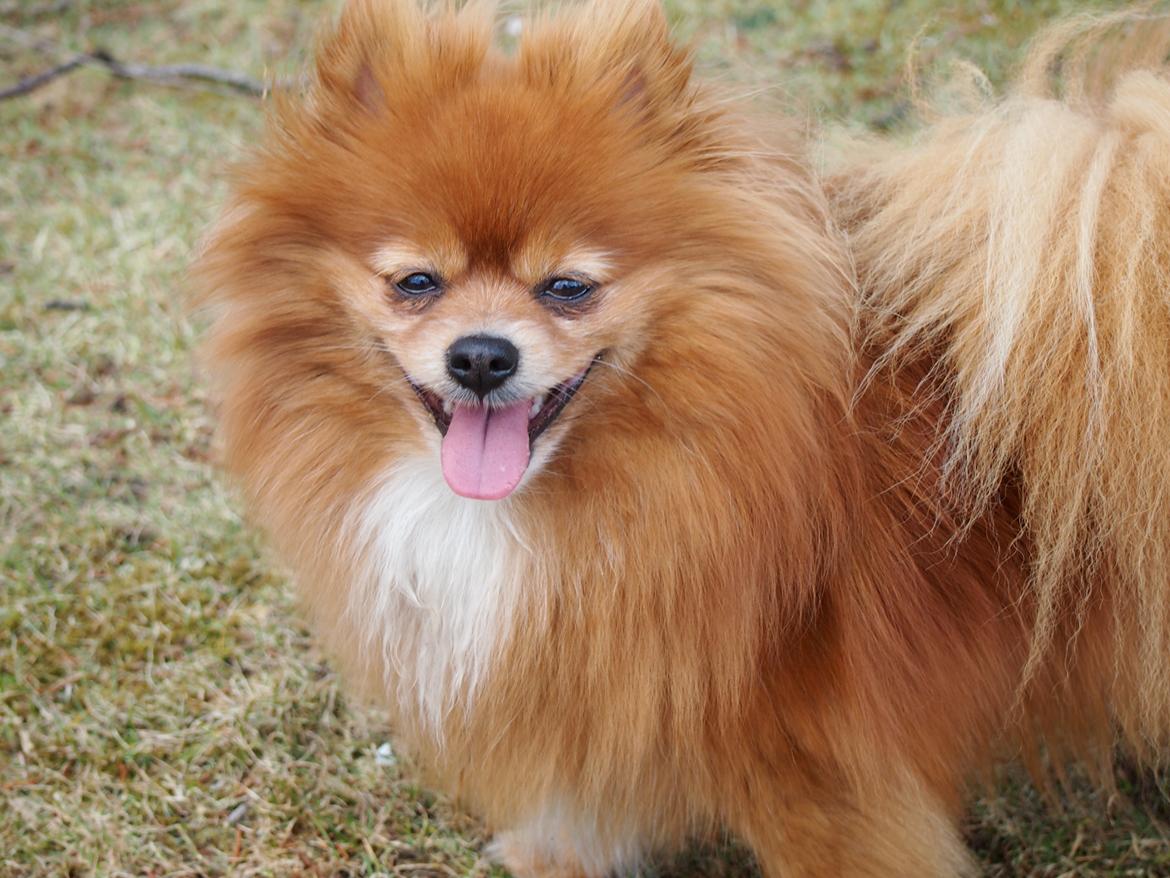 Pomeranian Daisy billede 8