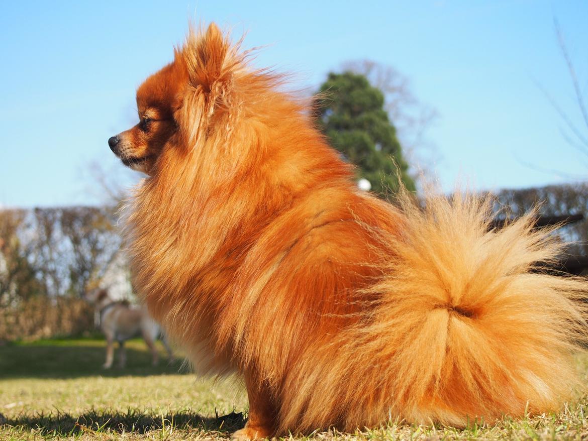 Pomeranian Daisy billede 3