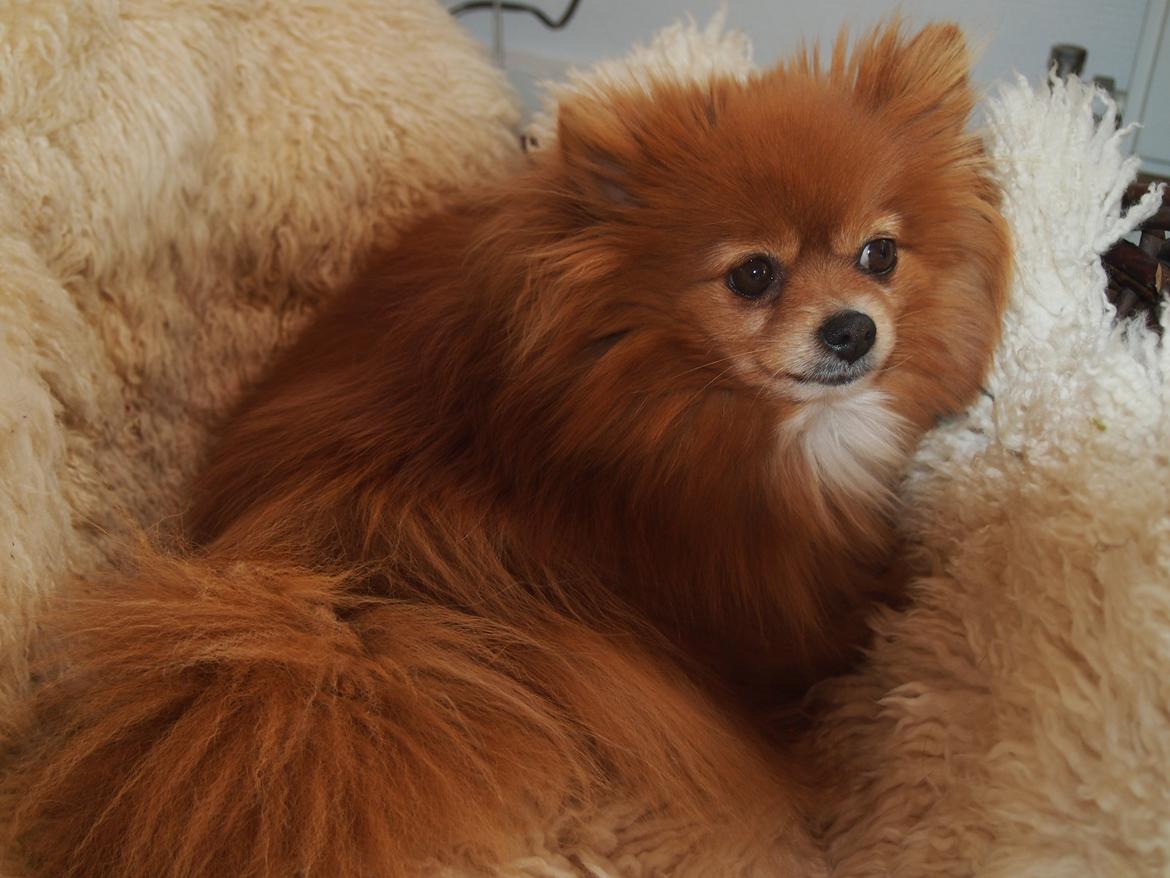 Pomeranian Daisy billede 11