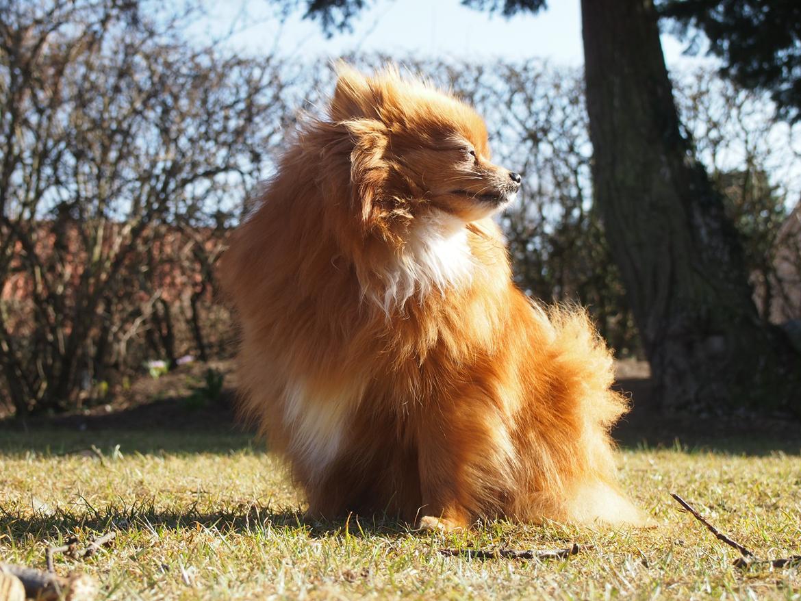 Pomeranian Daisy billede 6