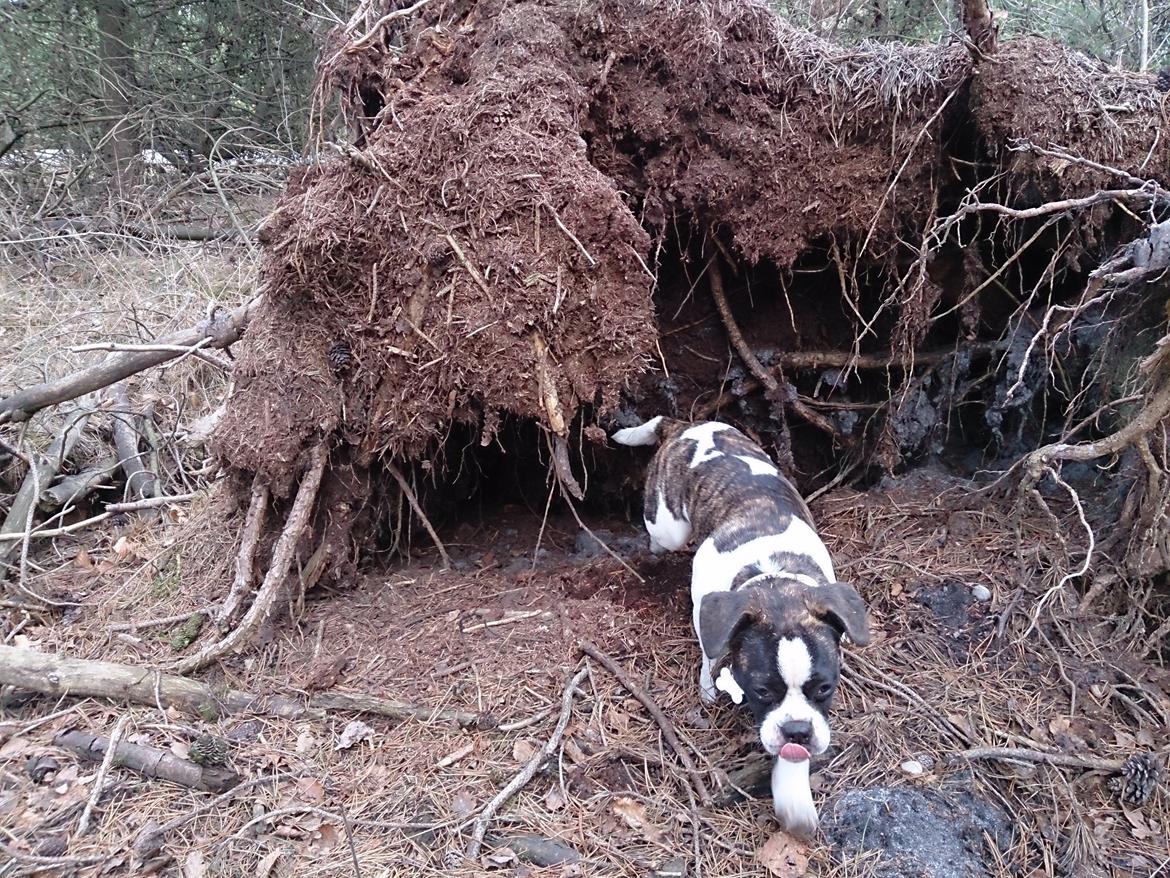 Blanding af racer Alma    (Frengle) billede 7