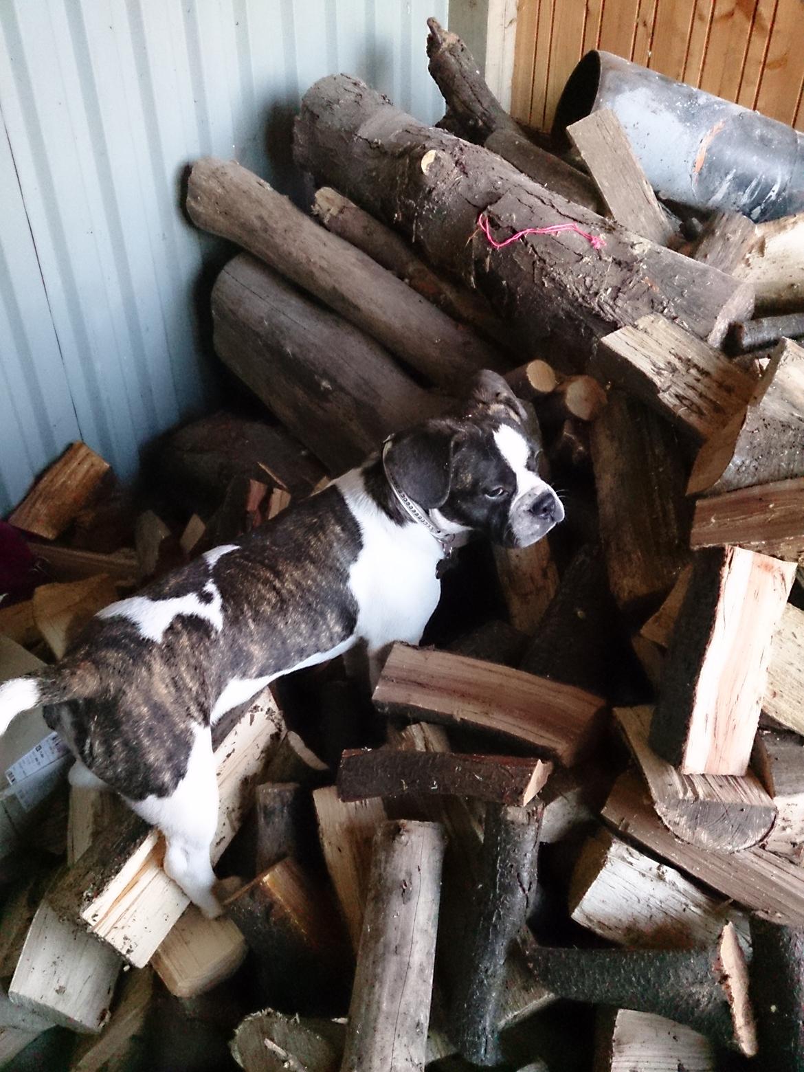 Blanding af racer Alma    (Frengle) billede 8