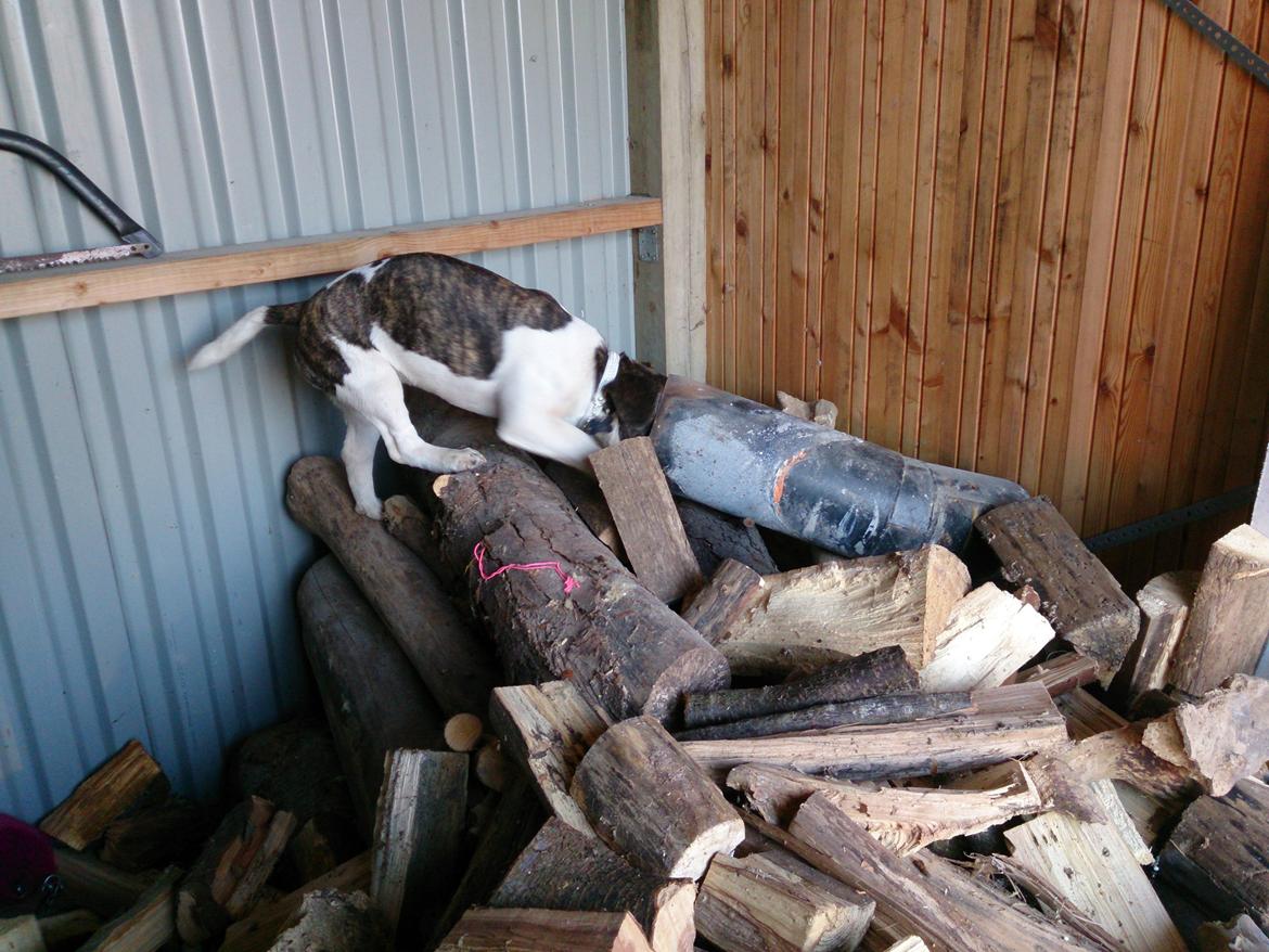 Blanding af racer Alma    (Frengle) billede 9