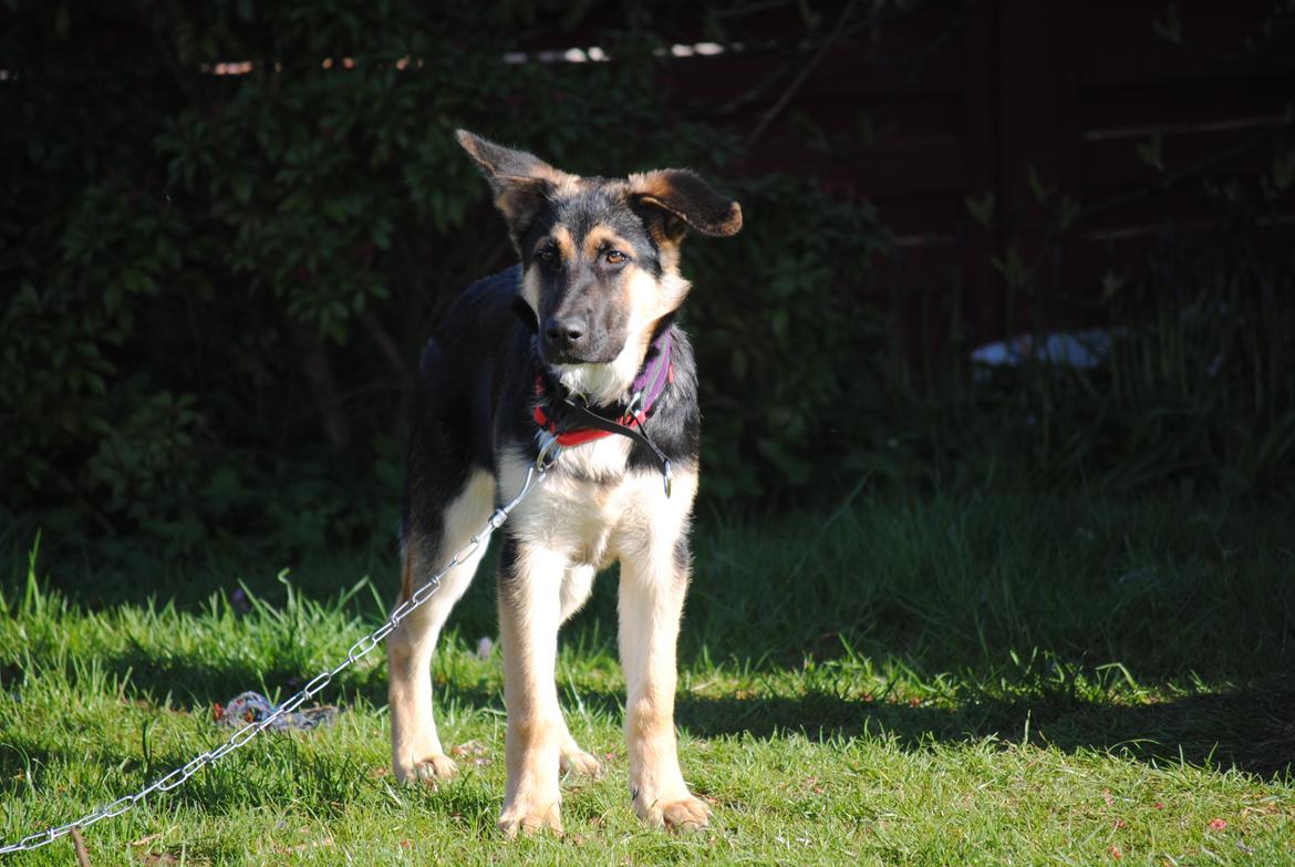 Schæferhund Diva (Himmelhund) - Sommer 2012:-) billede 8