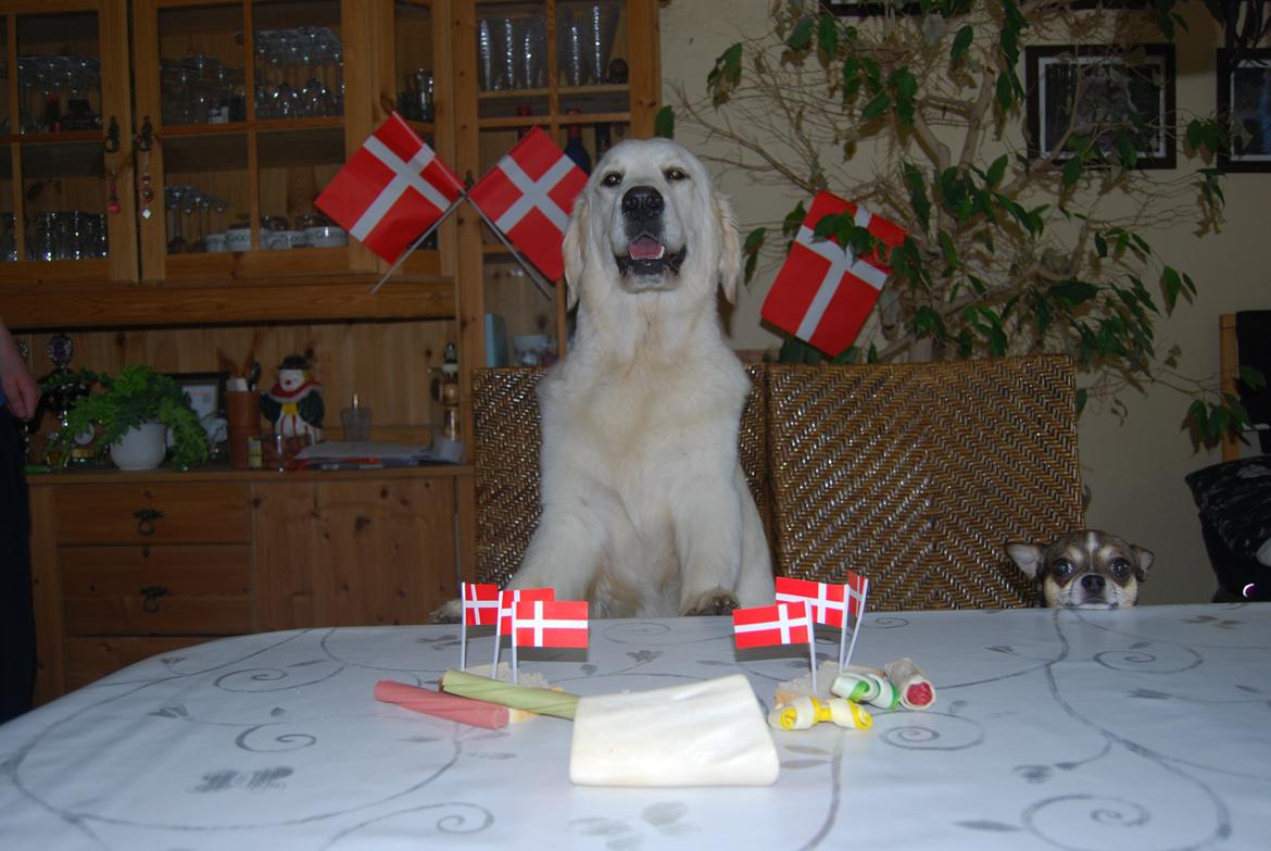 Golden retriever banana cupcake "nanna" billede 15