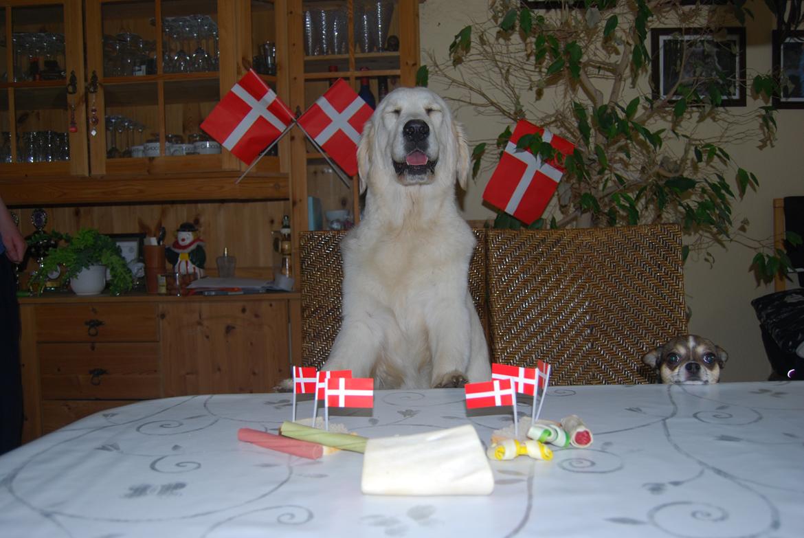 Golden retriever banana cupcake "nanna" billede 16