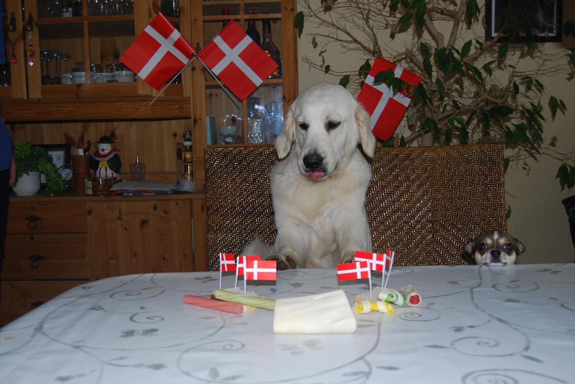 Golden retriever banana cupcake "nanna" billede 17