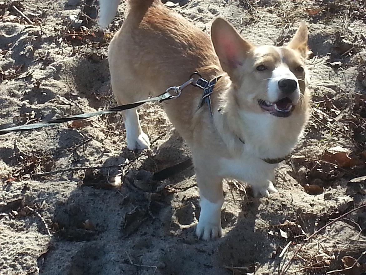 Welsh corgi cardigan Foxie (Arddun Copine Carrot) - Det er så lækkert på stranden billede 14